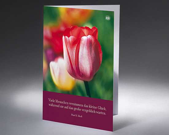 Die Tulpe