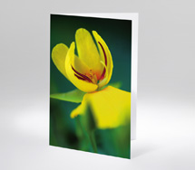 Trollblume