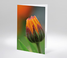 Ringelblume
