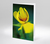 Trollblume