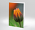 Ringelblume