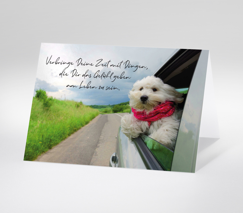 Weißer Hund mit rotem Halstuch schaut aus dem Autofenster mit inspirierendem Zitat