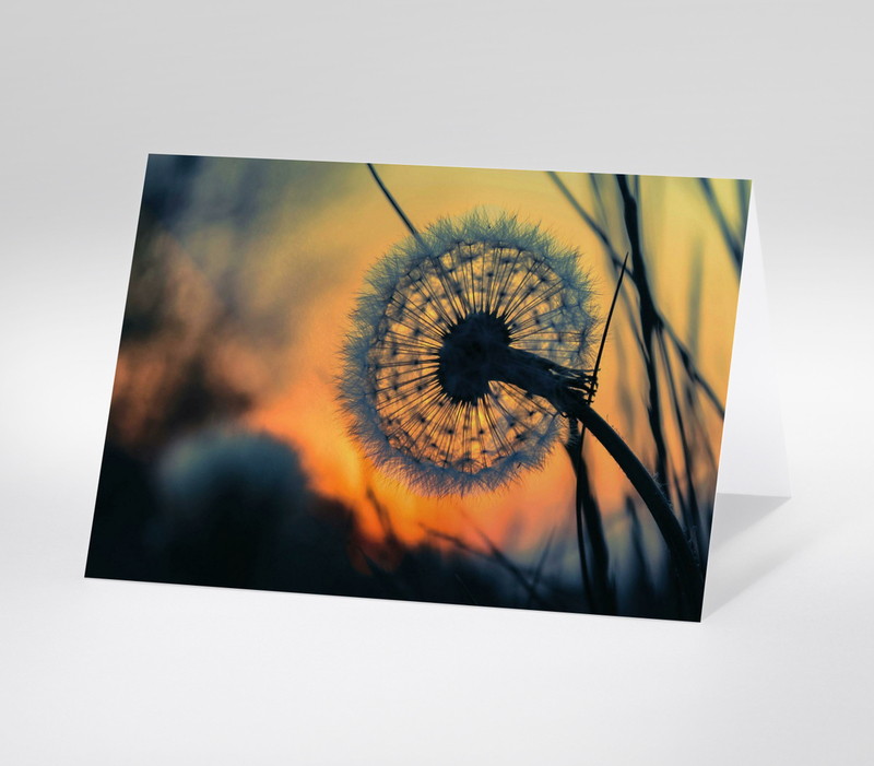 Pusteblume bei Sonnenuntergang in Nahaufnahme mit warmer Lichtstimmung