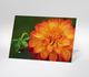 Makroaufnahme einer orangefarbenen Dahlienblüte mit Knospe